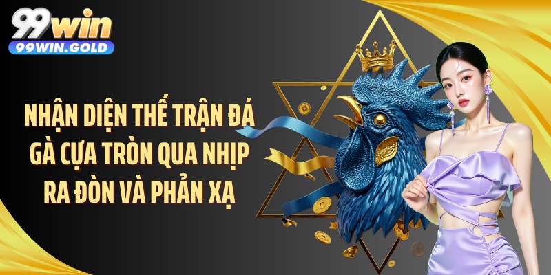 Nhận diện thế trận đá gà cựa tròn qua nhịp ra đòn và phản xạ